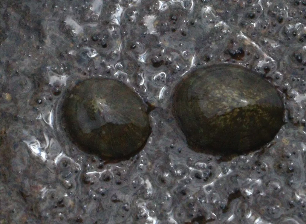 , Patelloida striata, Patelloida striata