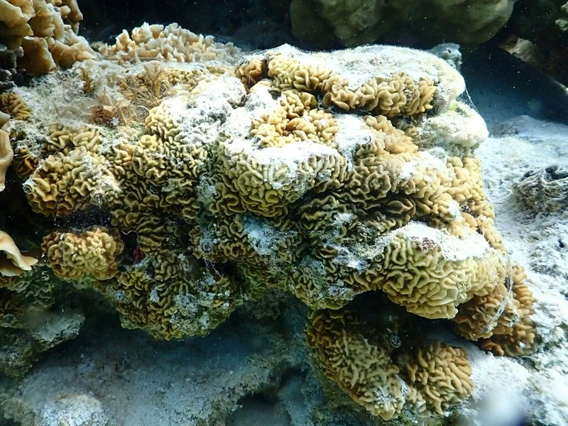 , Leaf Coral - Pavona varians, Pavona varians