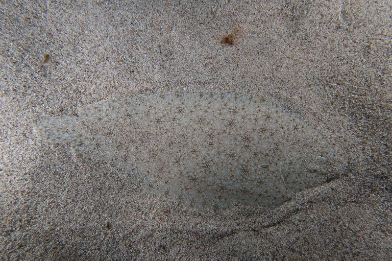 Blackhand sole, Pegusa nasuta, Pegusa nasuta