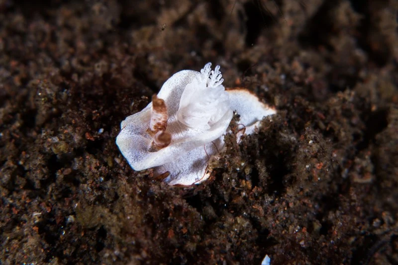 , Pelagella longicornis