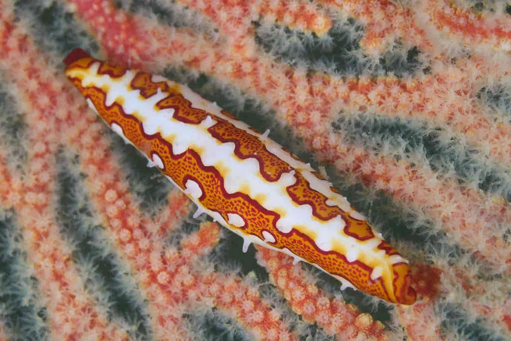 , Spindle Cowry, Pellasimnia improcera