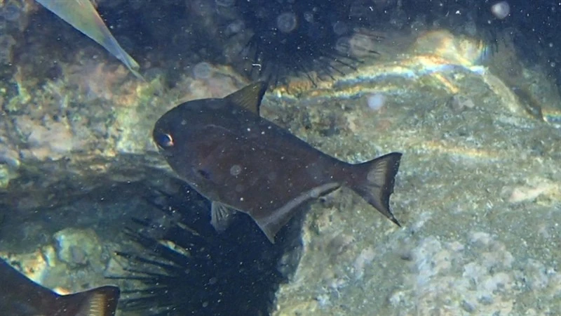Yellowfin sweeper, Pempheris bexillon, Pempheris bexillon