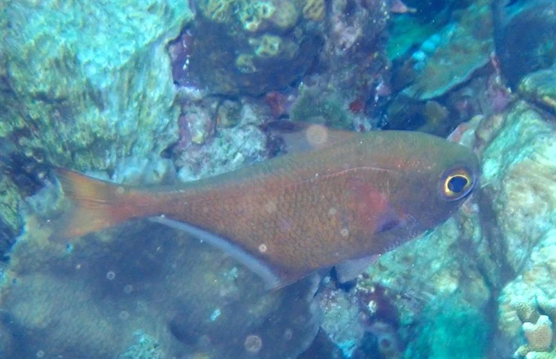 Blackspot sweeper, Silver Sweeper, Oualan Bullseye, Blackspot Sweeper, Cave Sweeper, Copper Sweeper, Keeled Sweeper - Pempheris oualensis, Pempheris oualensis