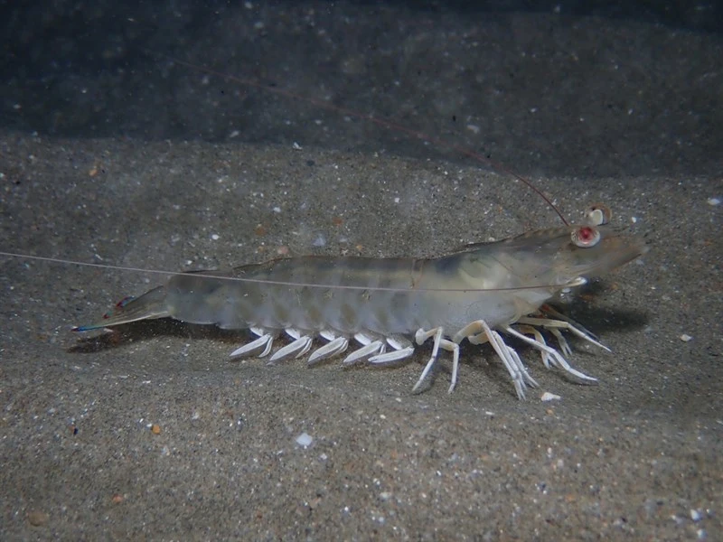 , Caramote Prawn, Striped Shrimp, Triple-grooved Shrimp, Penaeus kerathurus