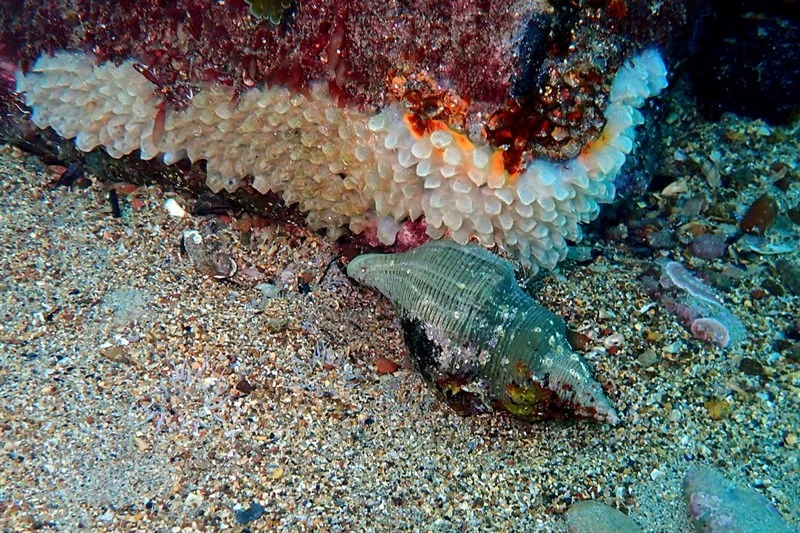, Penion mandarinus, Penion mandarinus