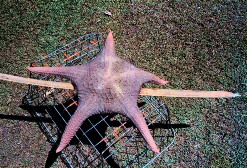 , Pentaceraster gracilis