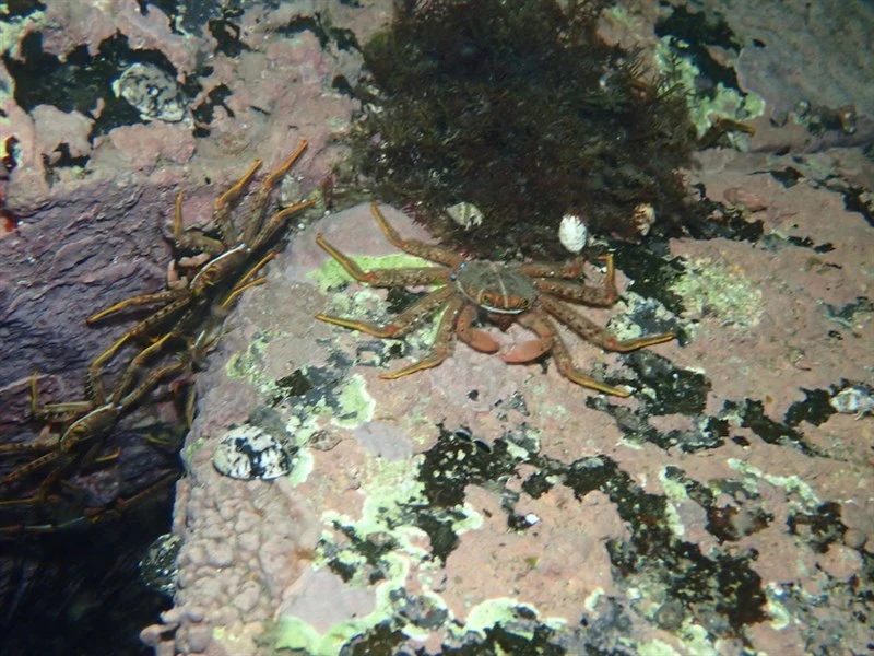 , China Rock Crab - Percnon sinense, Percnon sinense