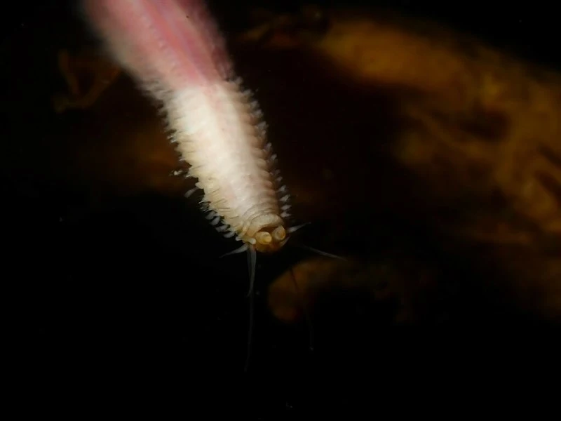 , Perinereis camiguinoides, Perinereis camiguinoides