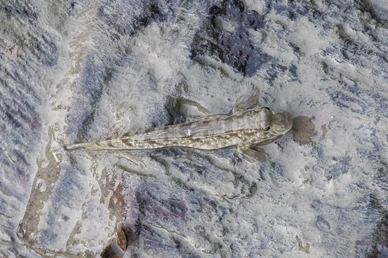 Pearse's mudskipper, Pearse's Mudskipper, Periophthalmus novemradiatus