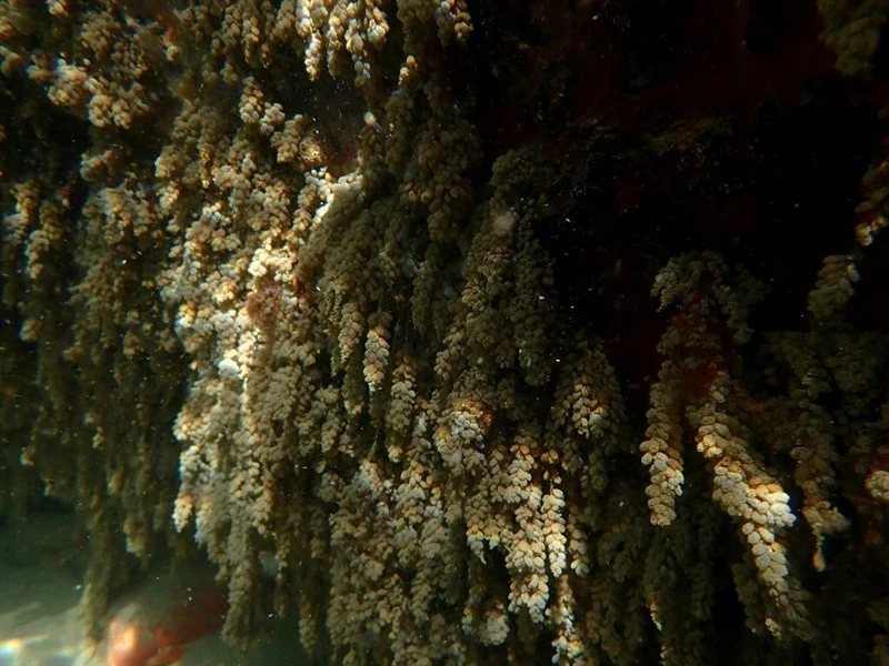 , Perophora hutchisoni