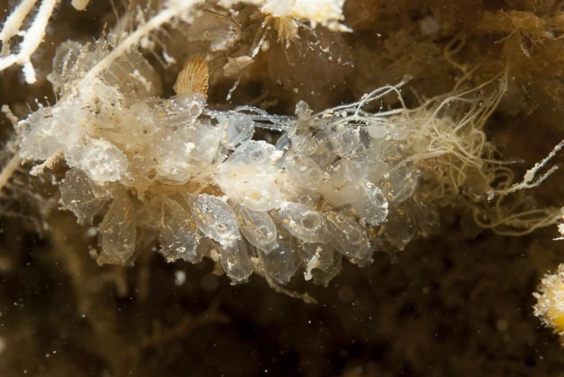 , Perophora listeri