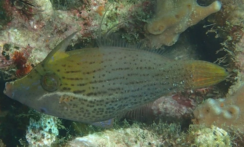 Blacklined filefish, Blacklined Filefish, White-line Filefish, Pervagor nigrolineatus