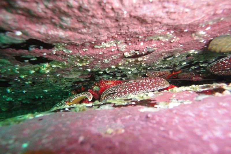 , Porcelain Crab - Petrolisthes desmarestii, Petrolisthes desmarestii