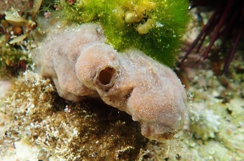 , Obese Ascidian - Phallusia obesa, Phallusia obesa