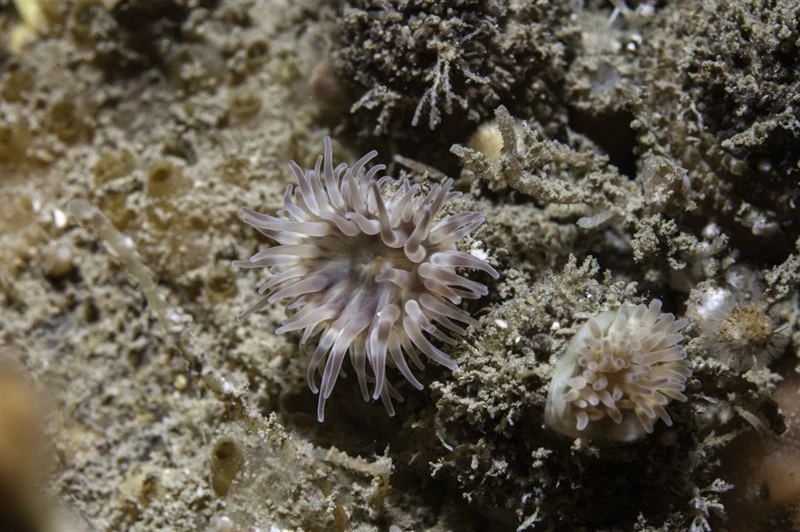 , Phellia gausapata