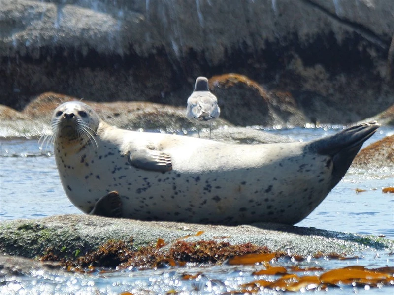 , Phoca largha, Phoca largha