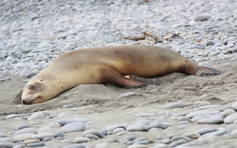 , Phocarctos hookeri, Phocarctos hookeri