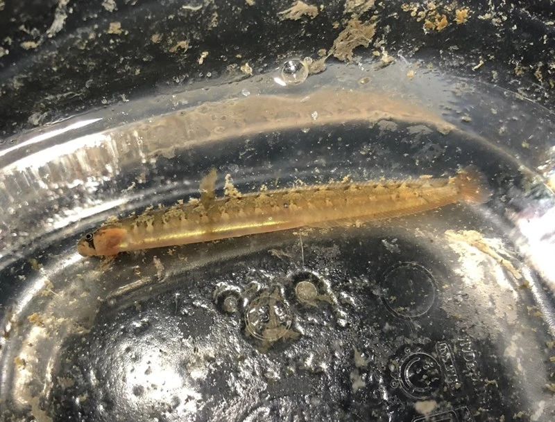 Saddleback gunnel, Saddleback Gunnel, Pholis ornata