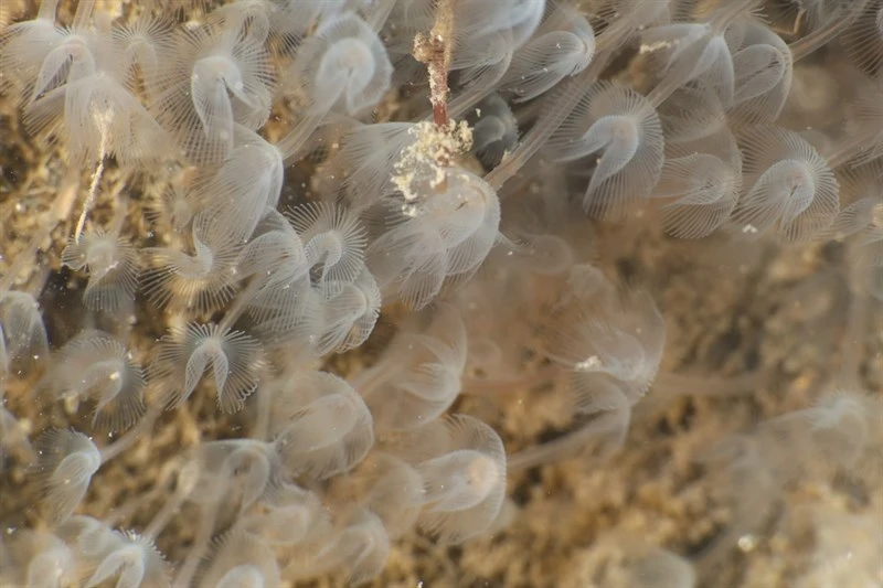 , Horseshoe Worm - Phoronis hippocrepia, Phoronis hippocrepia