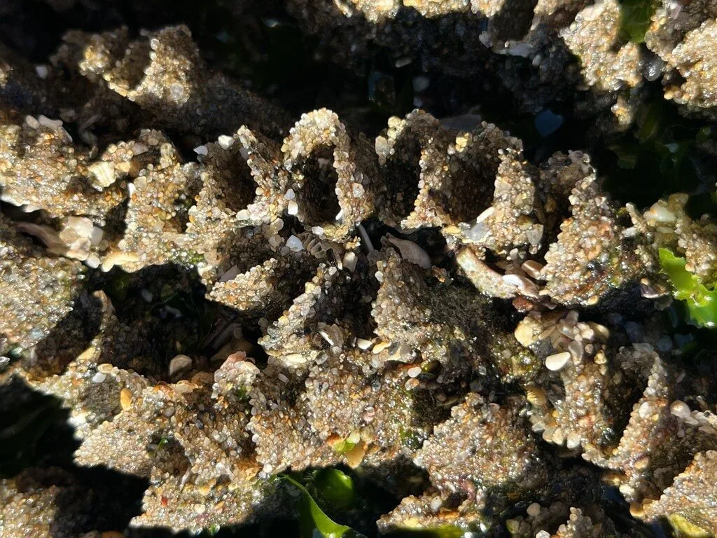 , Phragmatopoma moerchi