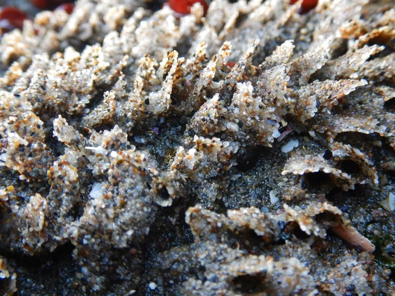 , Phragmatopoma virgini, Phragmatopoma virgini