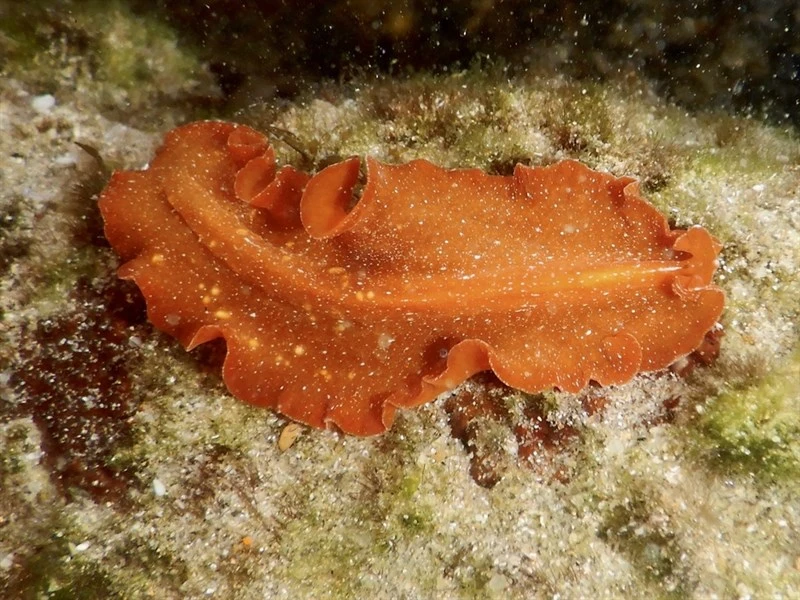 , Vermilion Flatworm; Little Ruby, Phrikoceros baibaiye