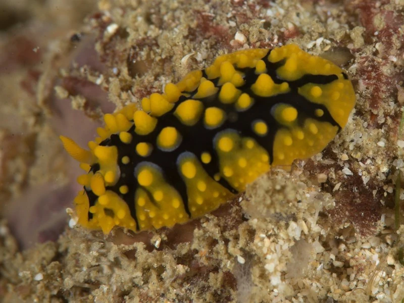 , Phyllidia multituberculata