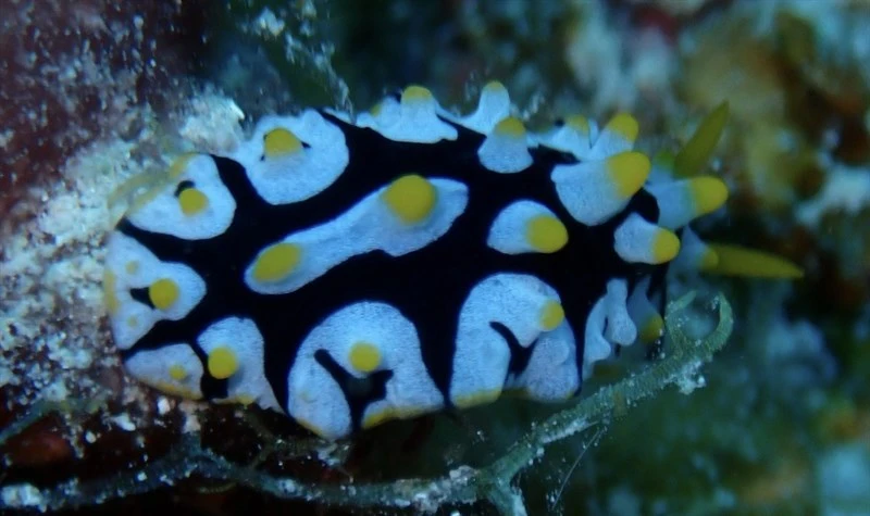 , Ruppell's Warty Slug, Phyllidia rueppelii