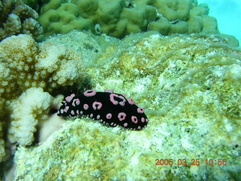 , Ringed Phyllidiella - Phyllidiella annulata, Phyllidiella annulata