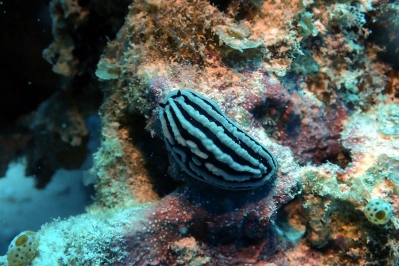 , Rose Phyllidiella, Phyllidiella rosans