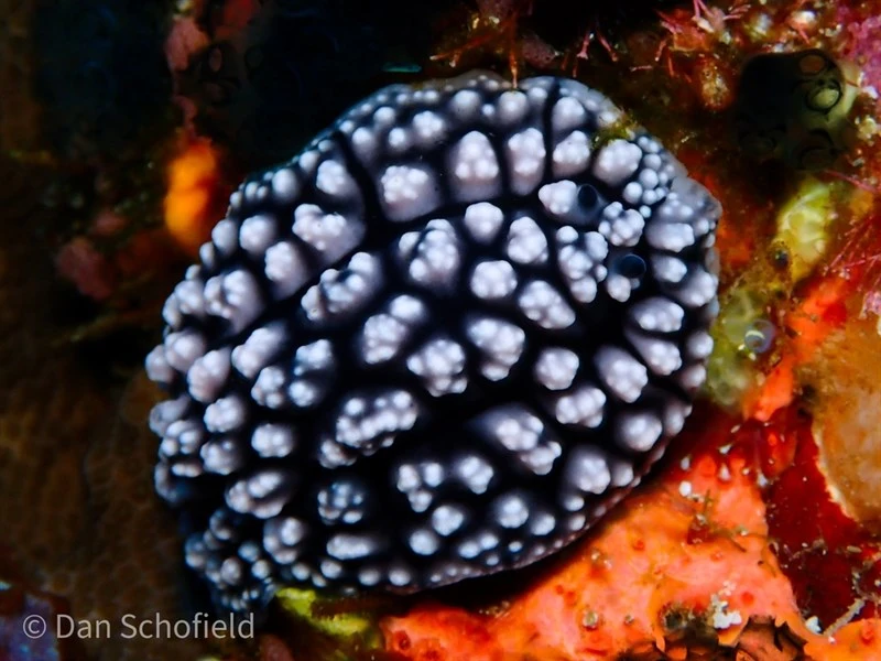 , Nudibranch - Phyllidiopsis fissurata, Phyllidiopsis fissurata
