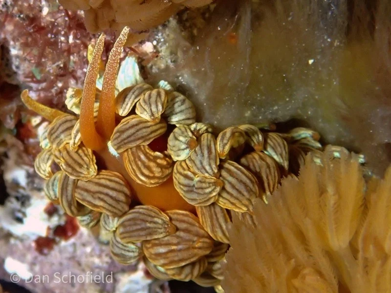 , Kabira Phyllodesmium - Phyllodesmium kabiranum, Phyllodesmium kabiranum