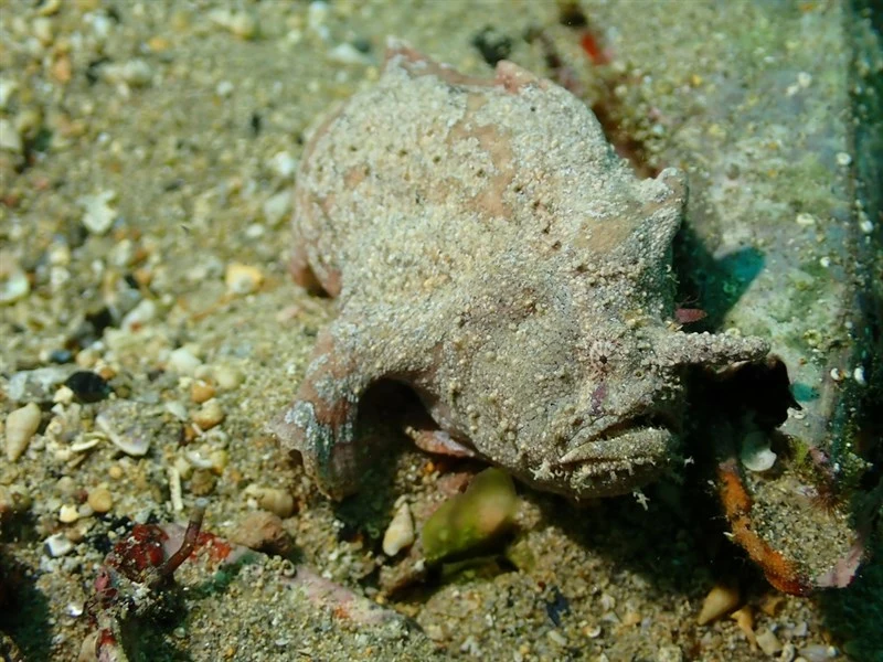 Whitespotted anglerfish, Whitespotted Anglerfish, Smooth Anglerfish, Smooth Frogfish, White-spotted Anglerfish - Phyllophryne scortea, Phyllophryne scortea