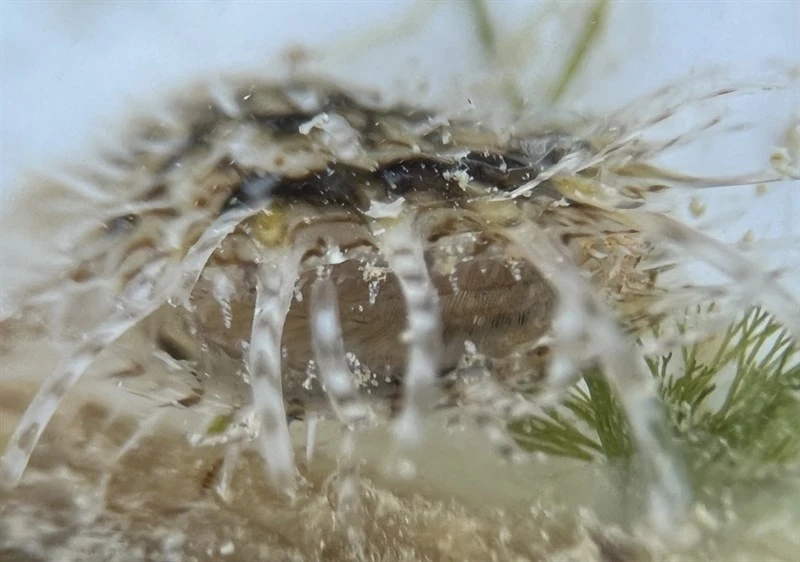 , Pinctada longisquamosa