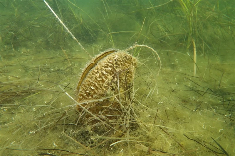 , Noble Pen Shell, Fan Mussel, Sea-wings - Pinna nobilis, Pinna nobilis