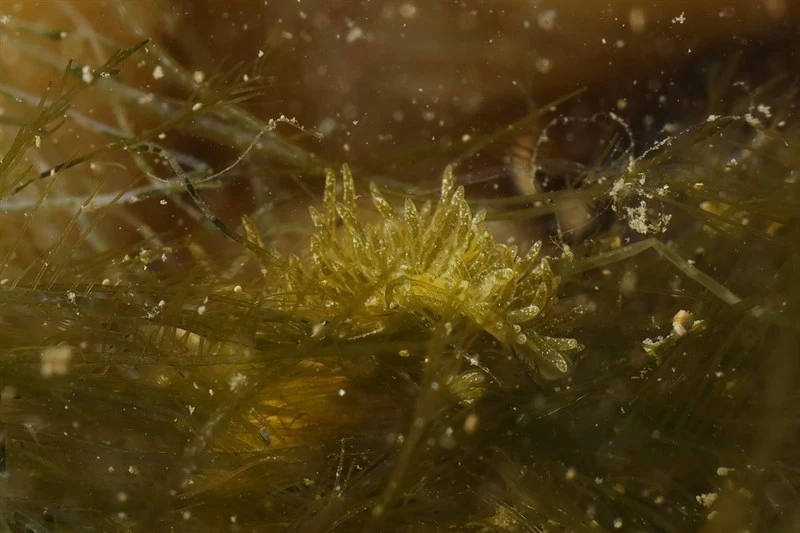 , Sap-sucking Slug - Placida tardyi, Placida tardyi