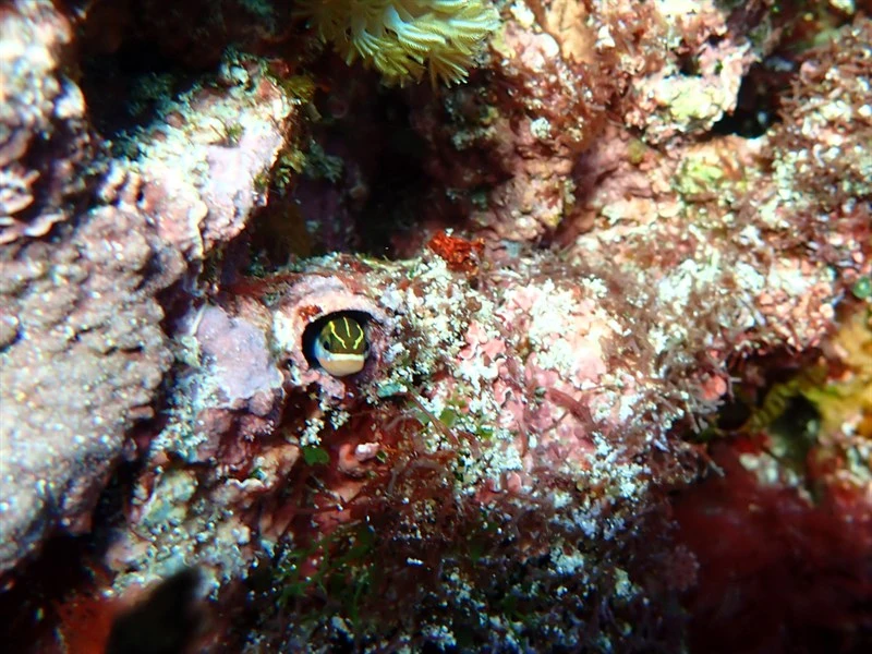 Piano fangblenny, Piano Fangblenny, Mimic Blenny, Piano Blenny, Sabretooth Benny, Violet-banded Blenny, Yellow Sabretooth Blenny , Scale-eating Fangblenny, Plagiotremus tapeinosoma