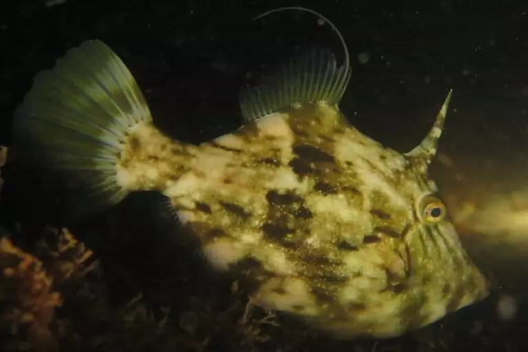 Planehead Filefish – Stephanolepis hispidus