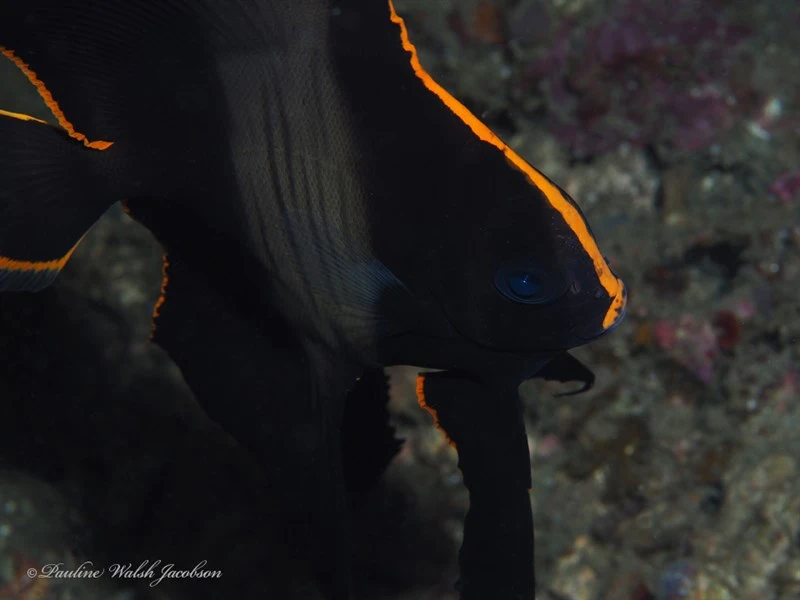 Dusky batfish, Batfish, Butterfly-fish, Dusky Batfish, Leaf-fish, Long-finned Batfish, Pinnate Batfish, Pinnate Spadefish, Red Faced Batfish, Red-Faced Batfish, Shaded Batfish, Sunfish, Turbot , Longfin Batfish, Platax pinnatus