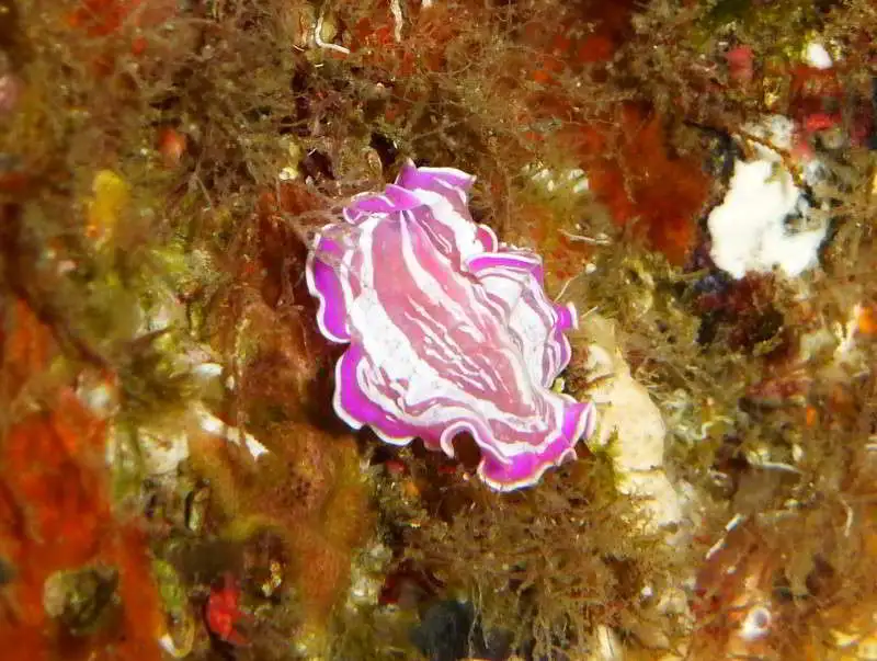 Plathelminthes-Platyhelminthes-Plattwürmer-Rosa-Plattwurm-Prostheceraeus-roseus-tauchen-kanaren-kanarische-inseln-atlantik-mittelmeer-arten
