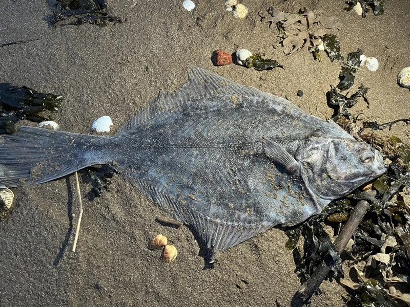 European flounder, European Flounder, Platichthys flesus