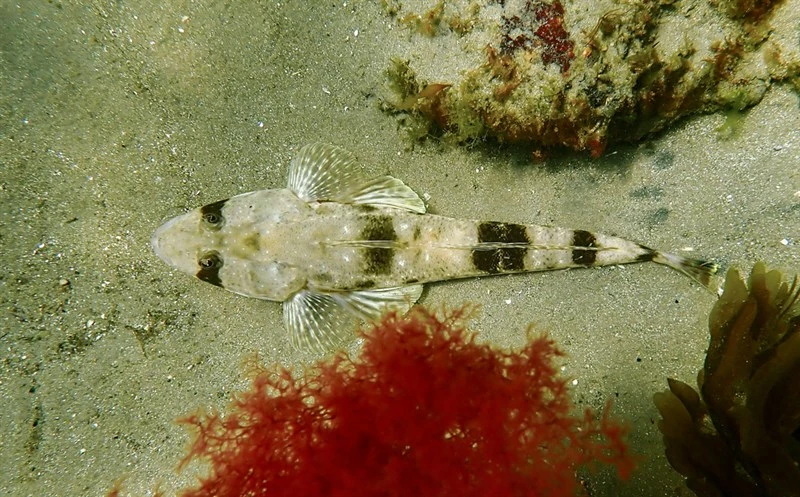 Southern sand flathead, , Platycephalus bassensis