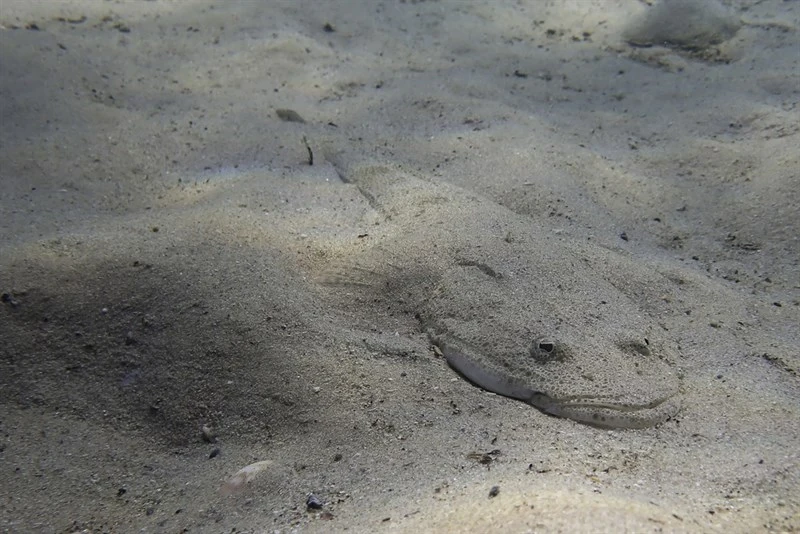 Bartail flathead, Bartail Flathead, Platycephalus indicus