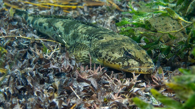 Rock flathead, Rock Flathead, Black Flathead, Grass Flathead, Grassy Flathead, King Flathead, Marbled-bellied Flathead, Port Albert Flathead, Rock Flathead, Smooth Flathead, Southern Rock Flathead, Platycephalus laevigatus