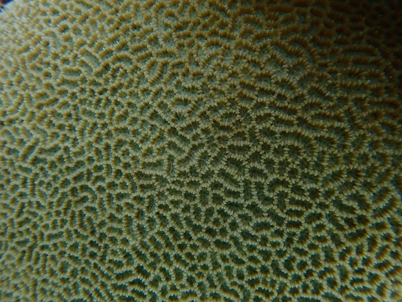 , Maze Brain Coral, Platygyra ryukyuensis