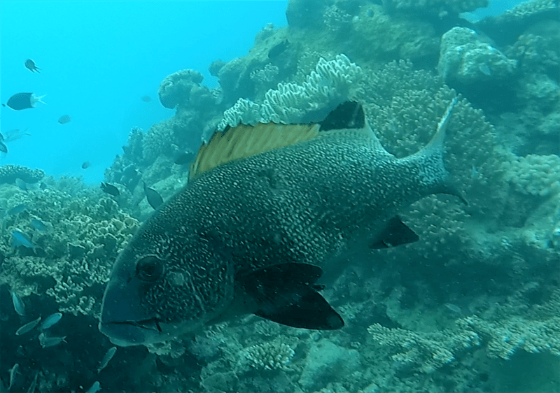 Two-striped sweetlips, Two-striped Sweetlips, Giant Sweetlips, Plectorhinchus albovittatus