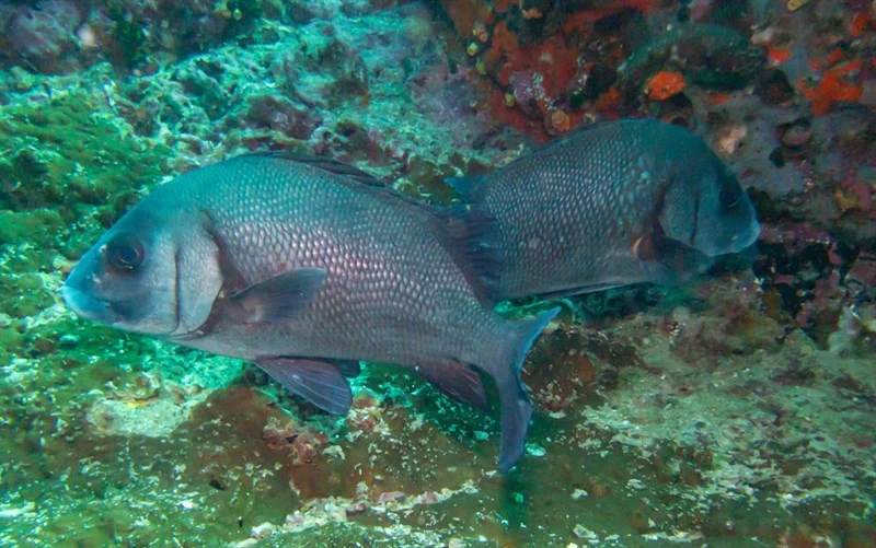 Harry hotlips, Black Sweetlip, Blubber-lip Bream, Brown Blubber-lips, Brown Sweet-lips, Dusky Sweetlips, Hairy Hotlips, Harry Hotlips, Rubber-lip Bream, Silver Grunt, Silver Javelin, Plectorhinchus gibbosus