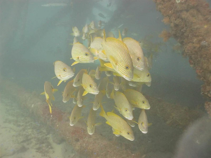 Many-lined sweetlips, Manyline Sweetlip, Manybanded Sweetlips, Many-lined Sweetlips - Plectorhinchus multivittatus, Plectorhinchus multivittatus