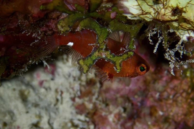 Redblotch basslet, Redblotch Perchlet - Plectranthias winniensis, Plectranthias winniensis