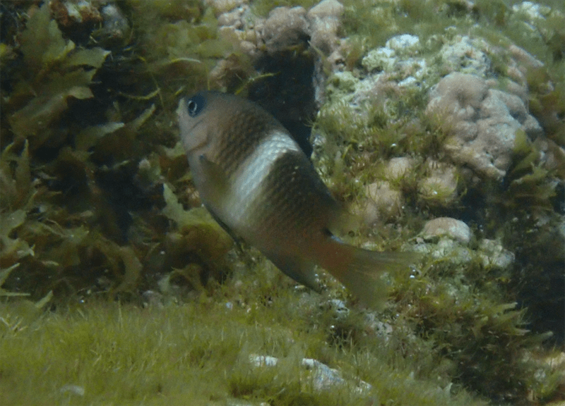 Singlebar devil, Singlebar Devil, Whitebar Damselfish, Plectroglyphidodon leucozonus